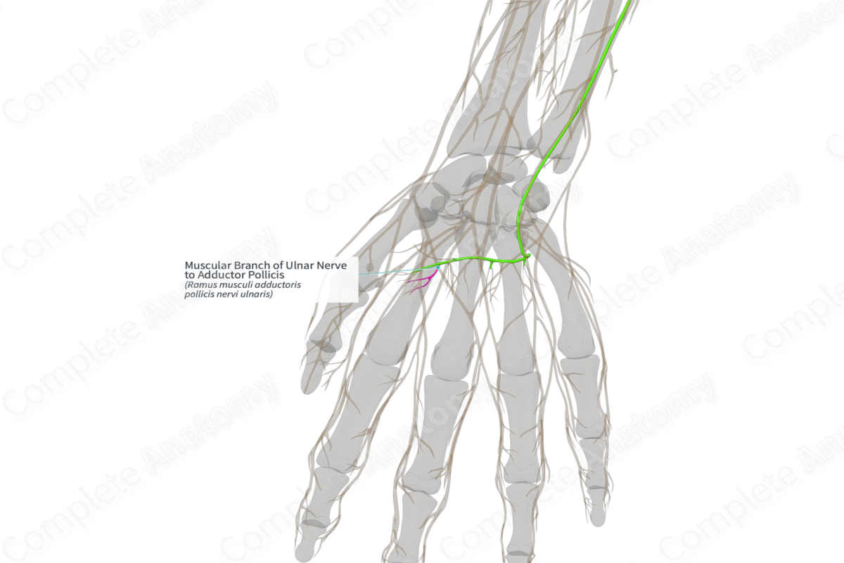 Muscular Branch of Ulnar Nerve to Adductor Pollicis (Left)