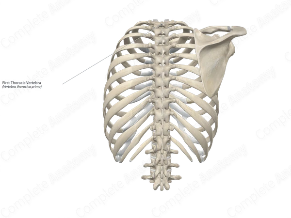 First Thoracic Vertebra