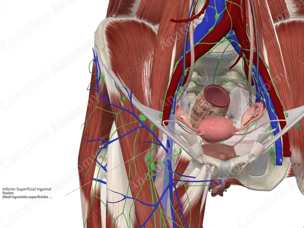 Inferior Superficial Inguinal Nodes 