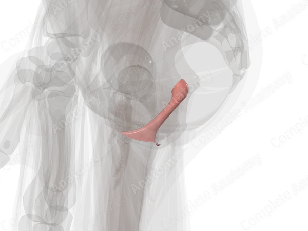 Vagina