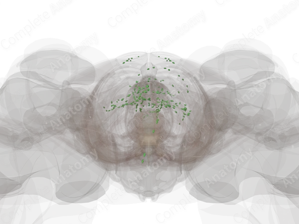 Abdominal Lymph Nodes