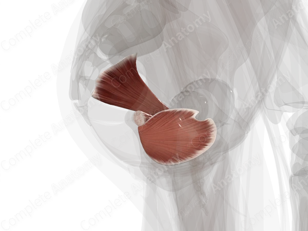 Deep Gluteal Muscles (Left)