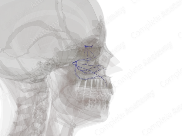 Veins of Nose & Nasal Cavity