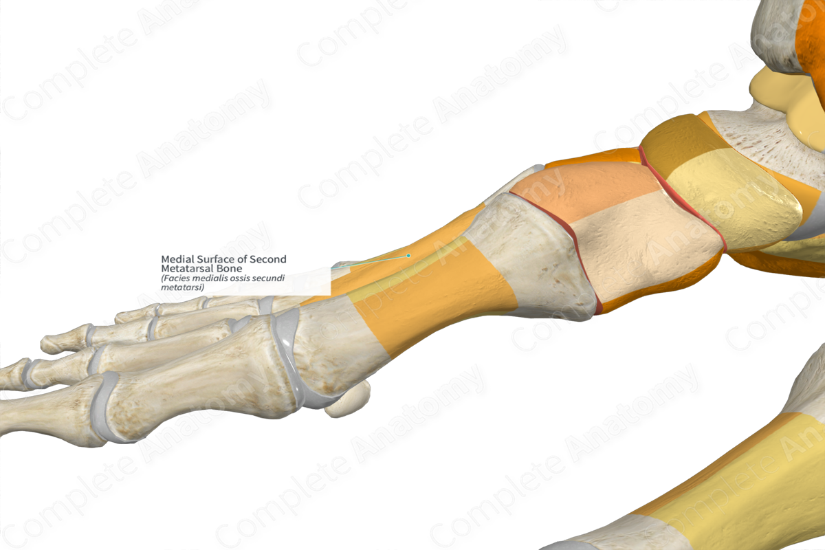 Medial Surface of Second Metatarsal Bone