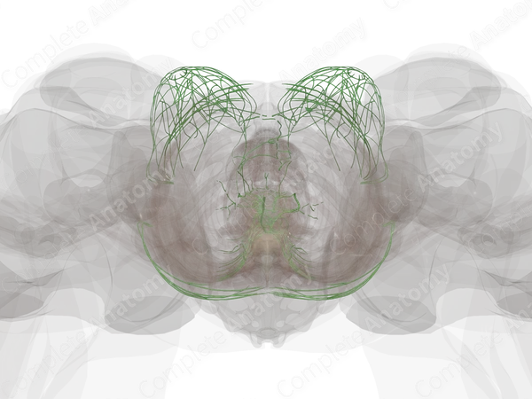 Thoracic Lymph Vessels