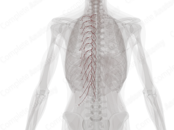 Dorsal Branches of Posterior Intercostal Arteries (Left)