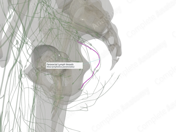 Pararectal Lymph Vessels (Left)