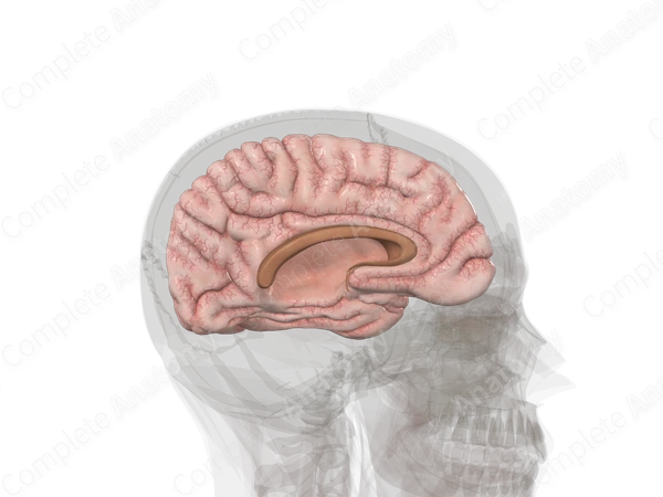Cerebrum (Left)