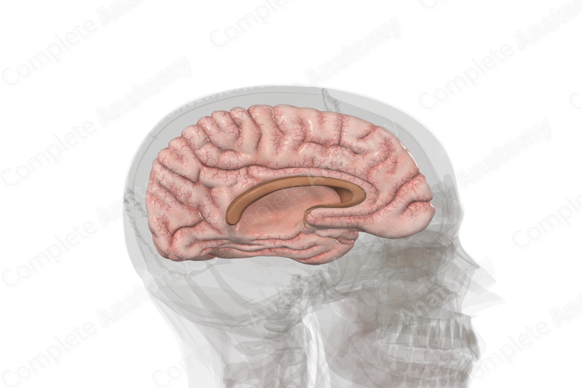 Cerebrum (Left)