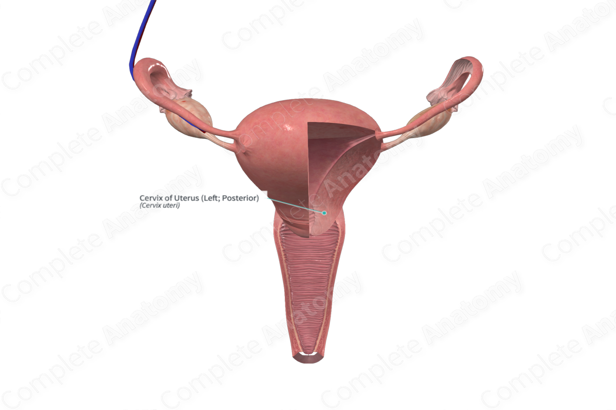 Cervix of Uterus (Left; Posterior)