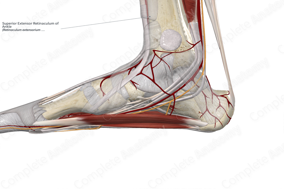 Superior Extensor Retinaculum of Ankle 