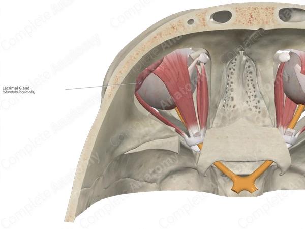 Lacrimal Gland 