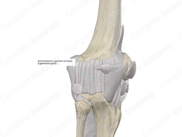 Anterolateral Ligament of Knee