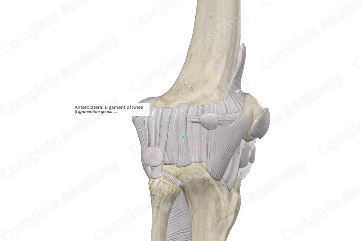 Anterolateral Ligament of Knee 