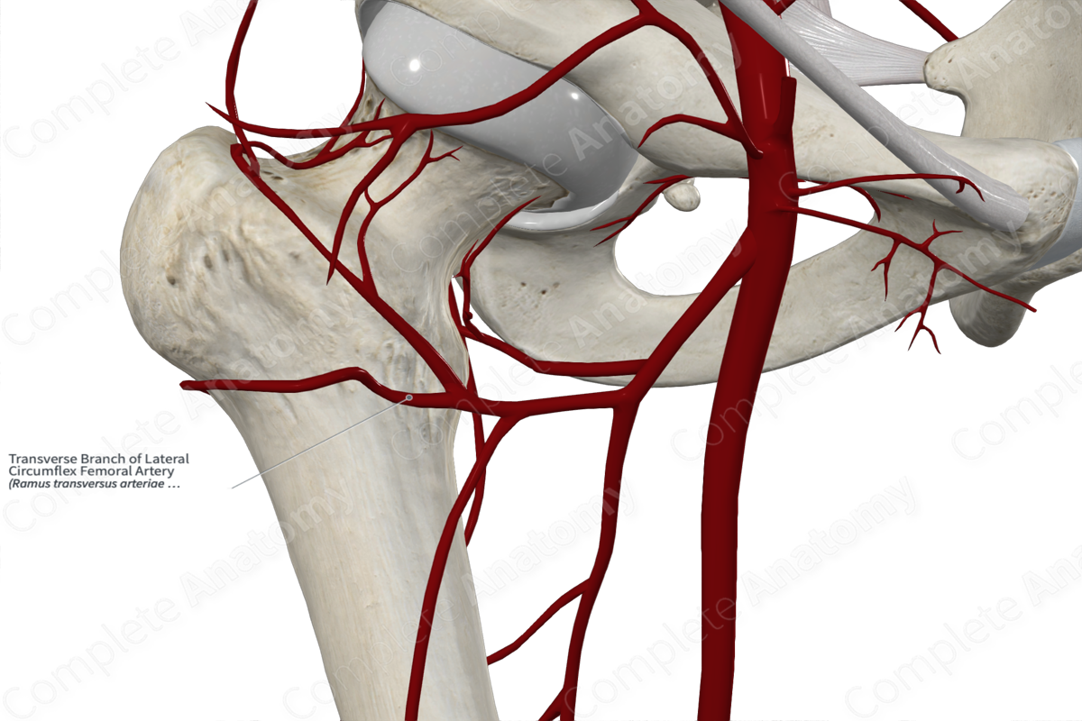Transverse Branch of Lateral Circumflex Femoral Artery 