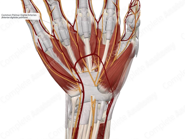 Common Palmar Digital Arteries 