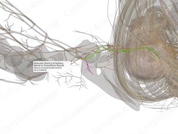 Muscular Branch of Axillary Nerve to Teres Minor Muscle (Left)