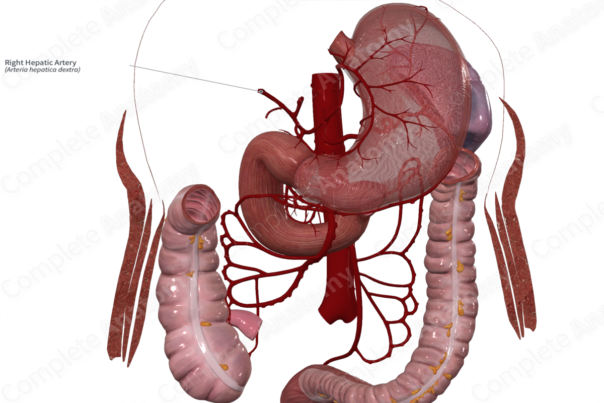 Right Hepatic Artery