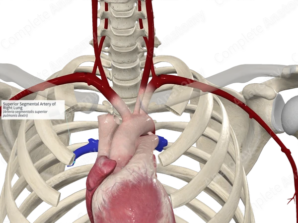Superior Segmental Artery of Right Lung