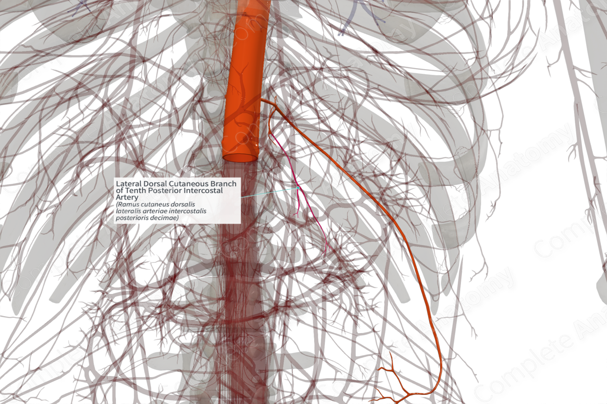 Lateral Dorsal Cutaneous Branch of Tenth Posterior Intercostal Artery (Right)