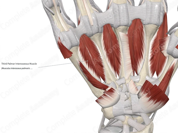 Third Palmar Interosseous Muscle 