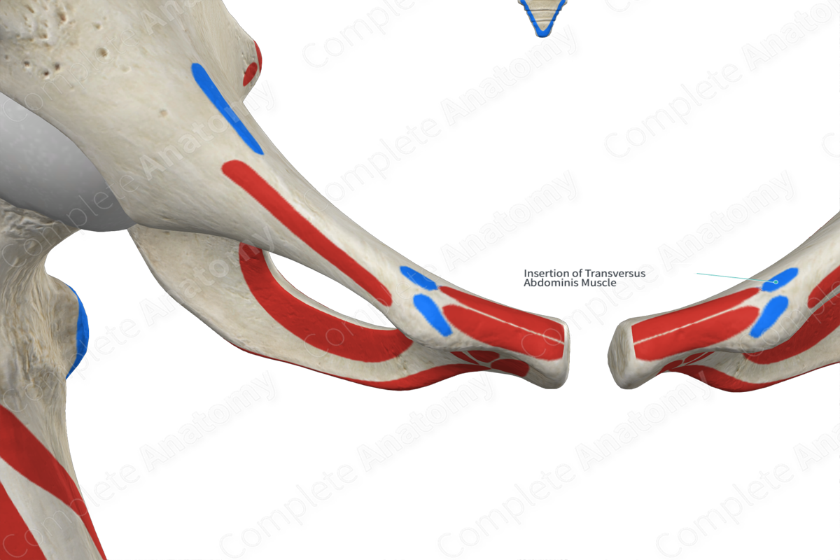 Insertion of Transversus Abdominis Muscle