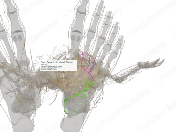 Deep Branch of Lateral Plantar Nerve (Left)