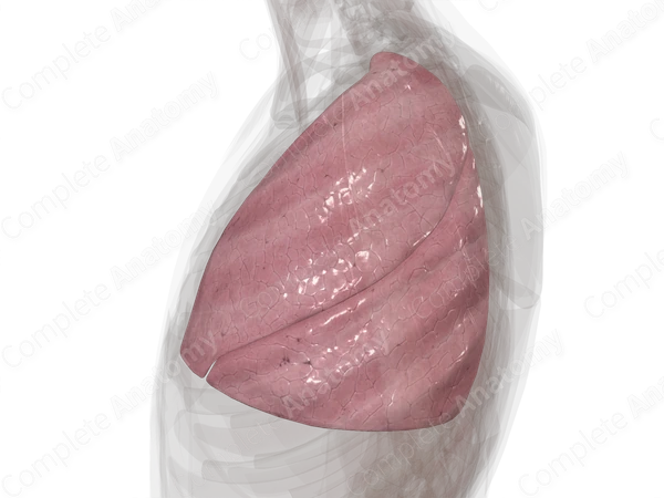 Lungs