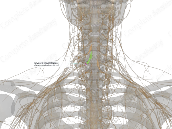Seventh Cervical Nerve (Left)