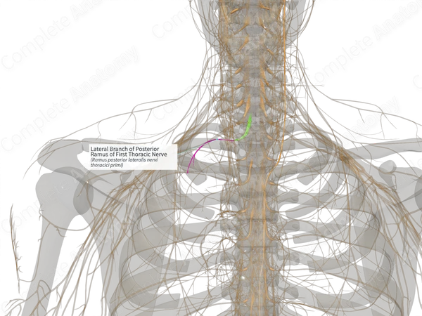 Lateral Branch of Posterior Ramus of First Thoracic Nerve (Left)