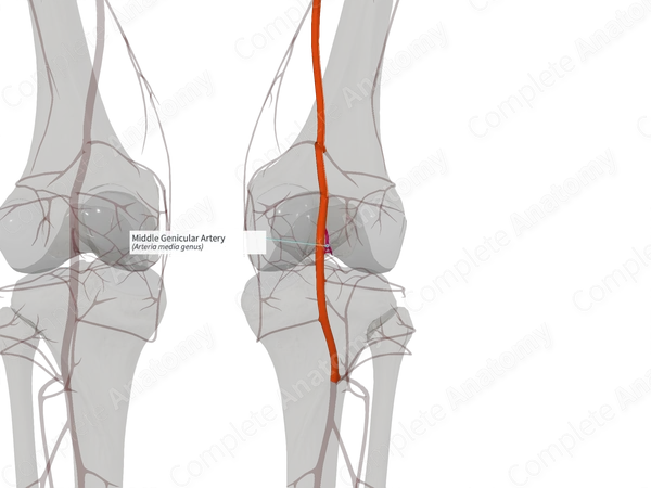 Middle Genicular Artery (Right)
