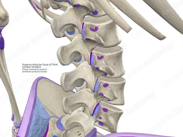 Superior Articular Facet of Third Lumbar Vertebra (Left)