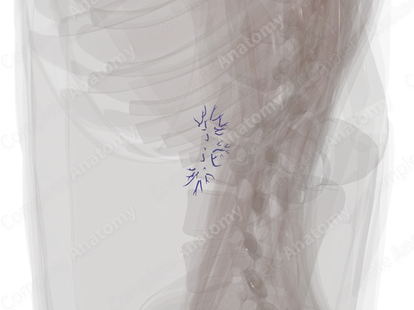 Intrarenal Veins of Right Kidney