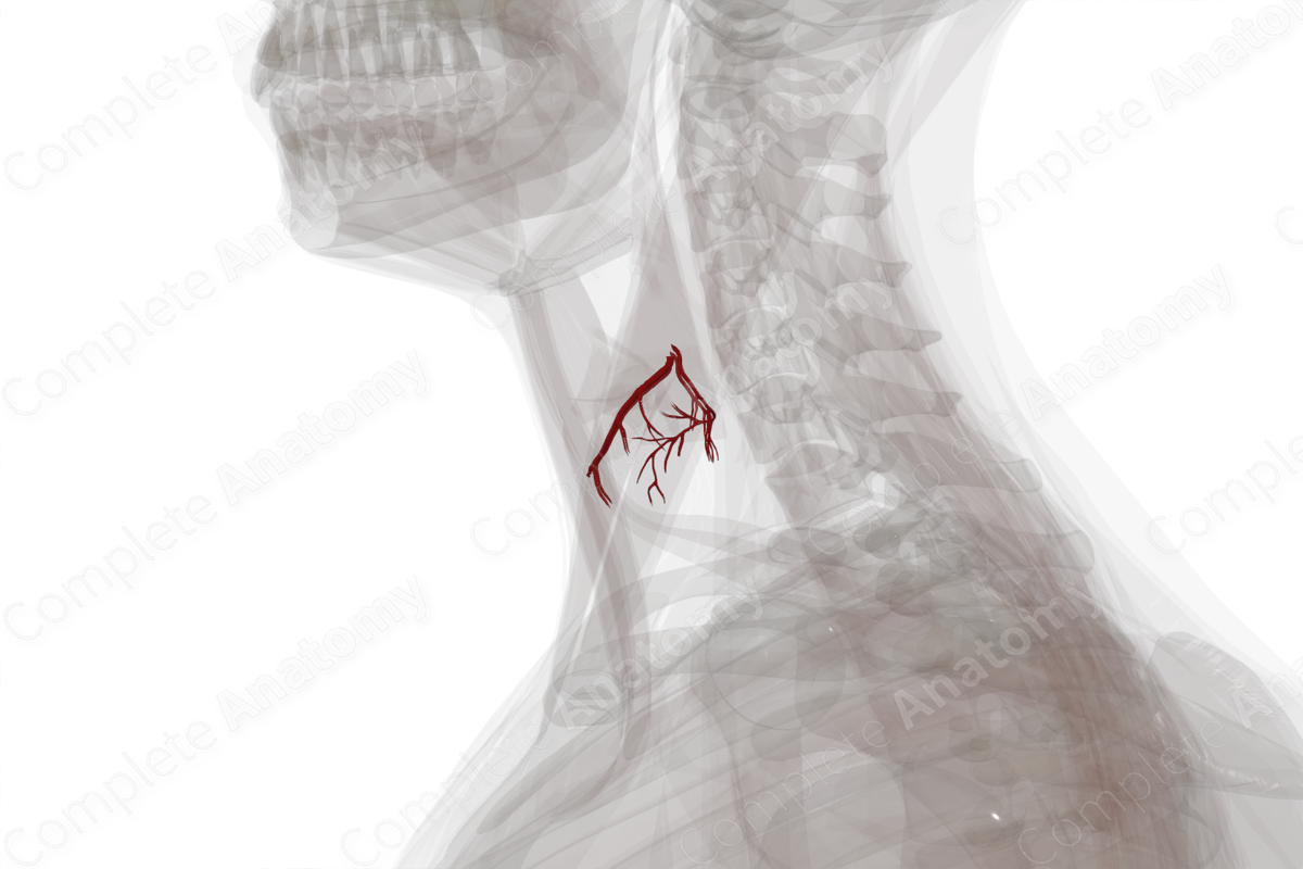 Arteries of Thyroid Gland