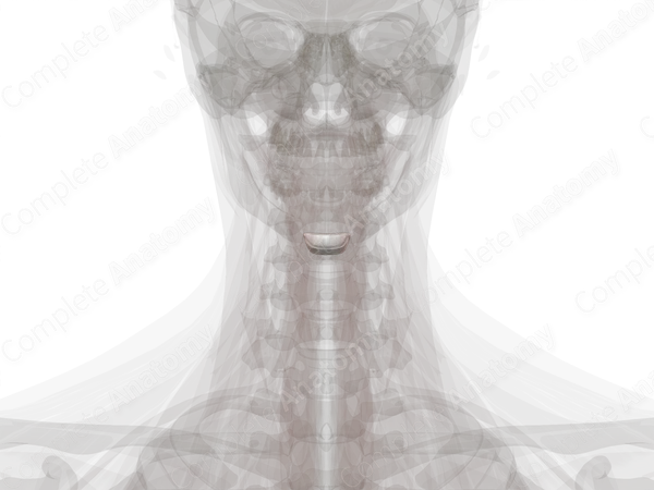 Intervertebral Symphysis (C3-C4)
