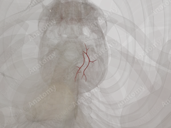 Branches of Posterior Cerebral Artery (Left)