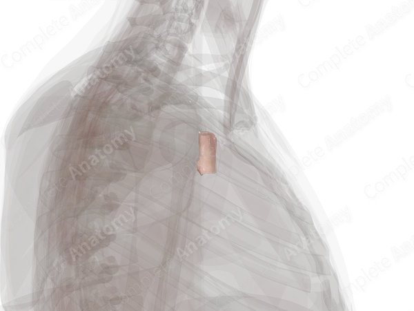 Major Veins