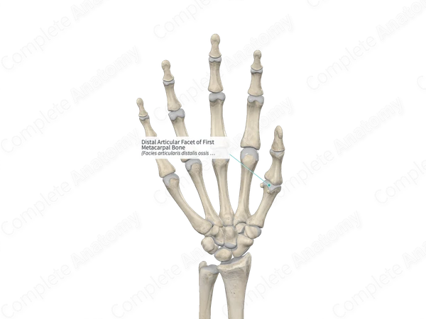 Distal Articular Facet of First Metacarpal Bone 