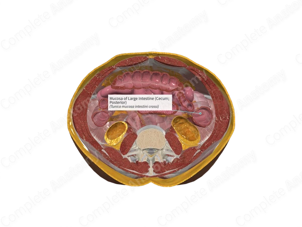 Mucosa of Large Intestine (Cecum; Posterior)