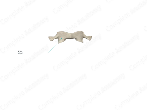 Atlas | Complete Anatomy