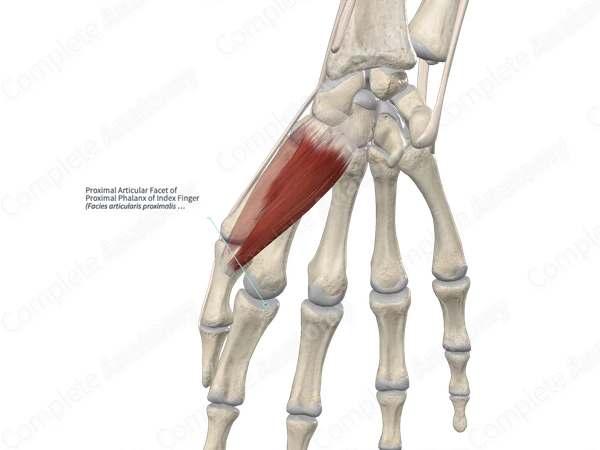 Proximal Articular Facet of Proximal Phalanx of Index Finger 