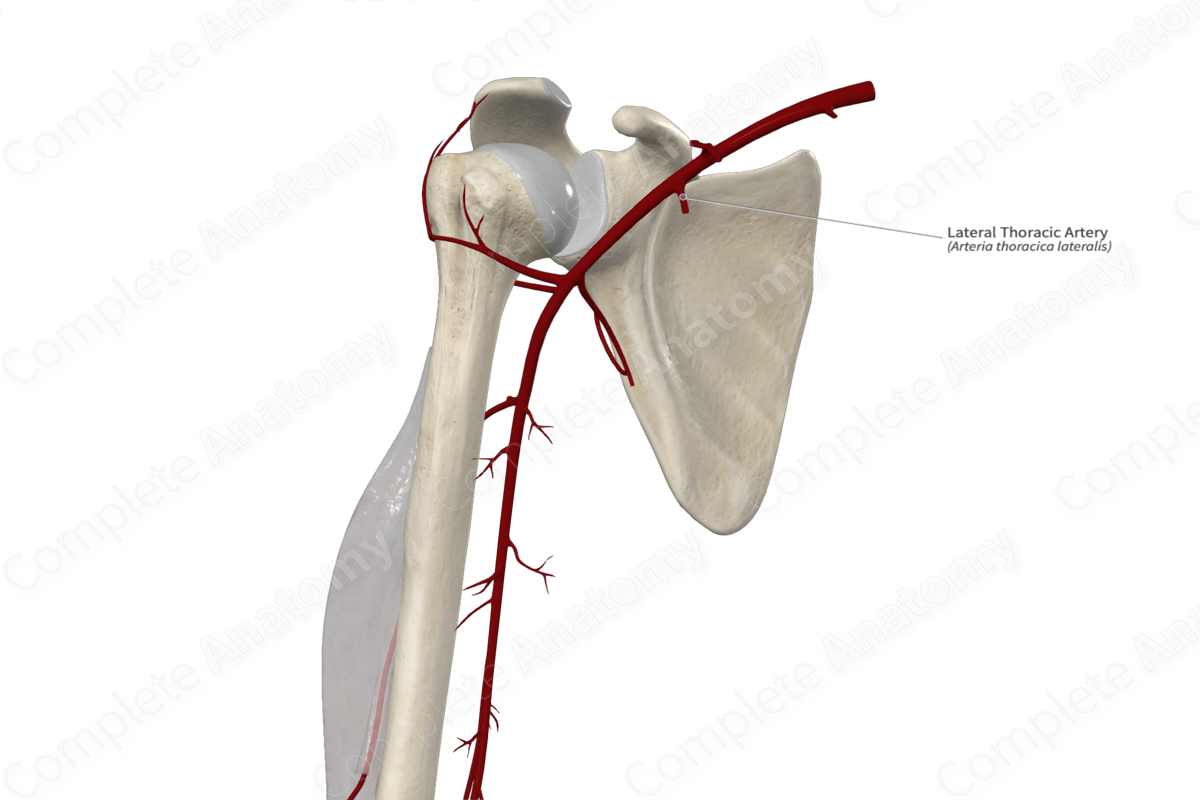 Lateral Thoracic Artery 