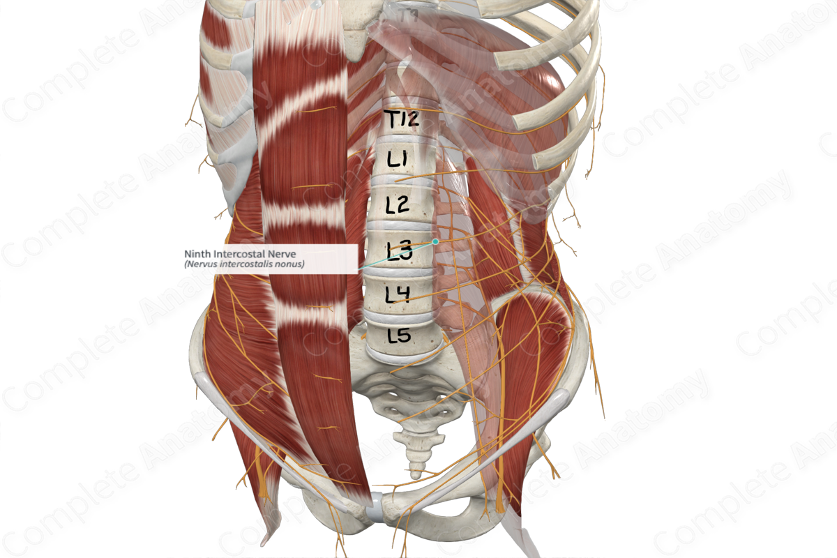 Ninth Intercostal Nerve | Complete Anatomy