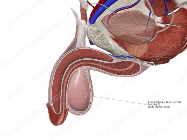 Tunica Vaginalis Testis (Medial Part; Left)
