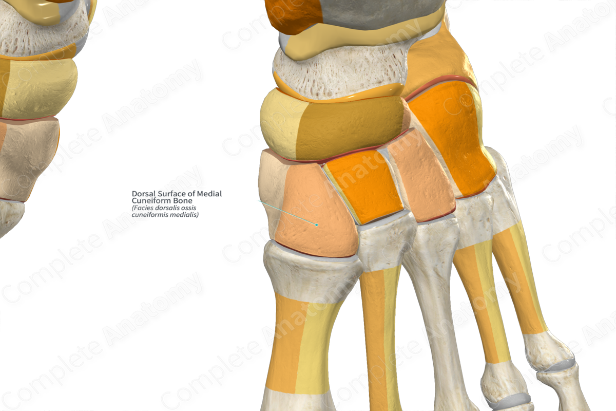 Dorsal Surface Of Medial Cuneiform Bone Complete Anatomy