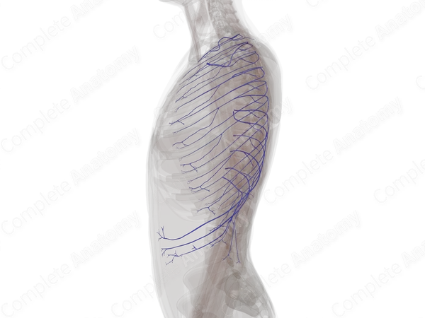 Posterior Intercostal Veins (Left)