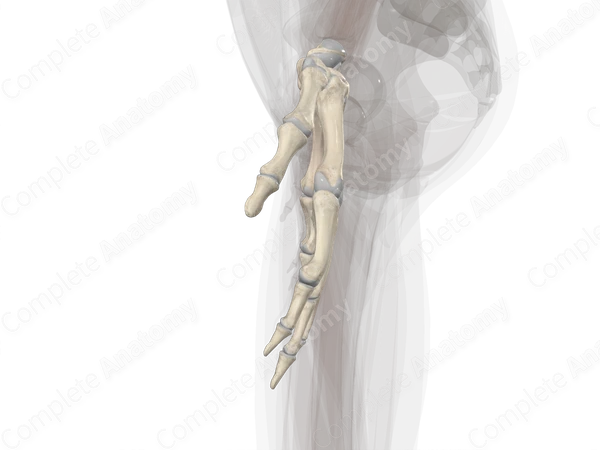 Bones of Hand (Left)