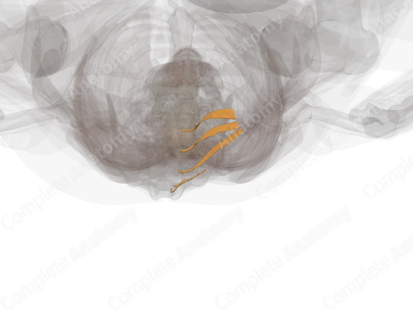 Anterior Rami of Sacral Nerves (Left)