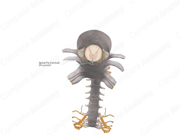 Spinal Pia (Cervical)