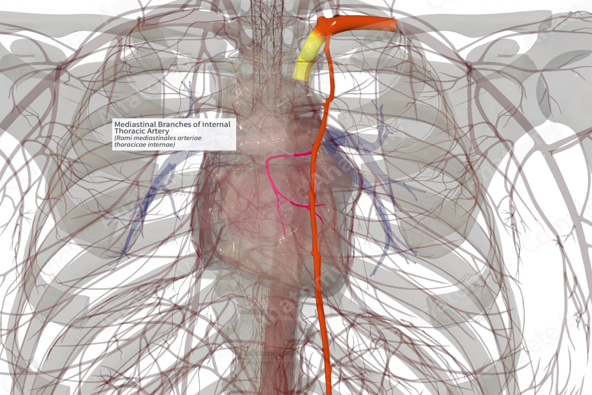 Mediastinal Branches of Internal Thoracic Artery (Right)